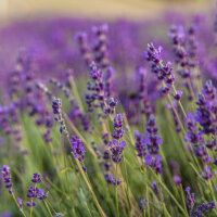 Lavendel Tinktur 50ml, Bio