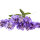 Lavendel Tinktur 50ml, Bio