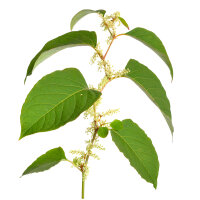 Borre Mischung 1 und 2 nach Buhner Protokoll  2x100ml: 6 Monatskur