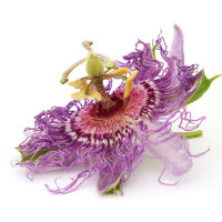 Passionsblume Tinktur 50ml Spr&uuml;her, Bio