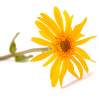 Arnika Tinktur 50ml, Bio